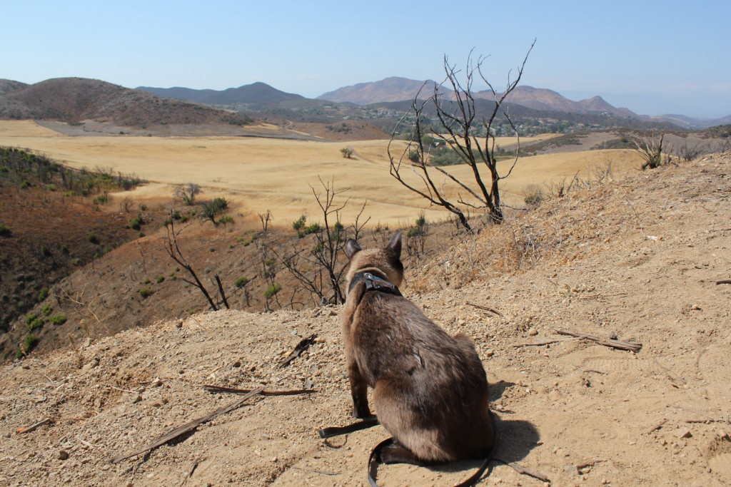 cat hiking in desert