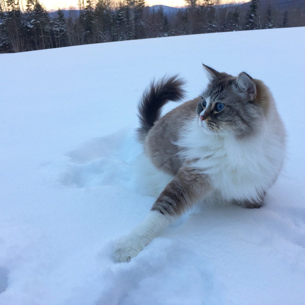 cat playing in snow