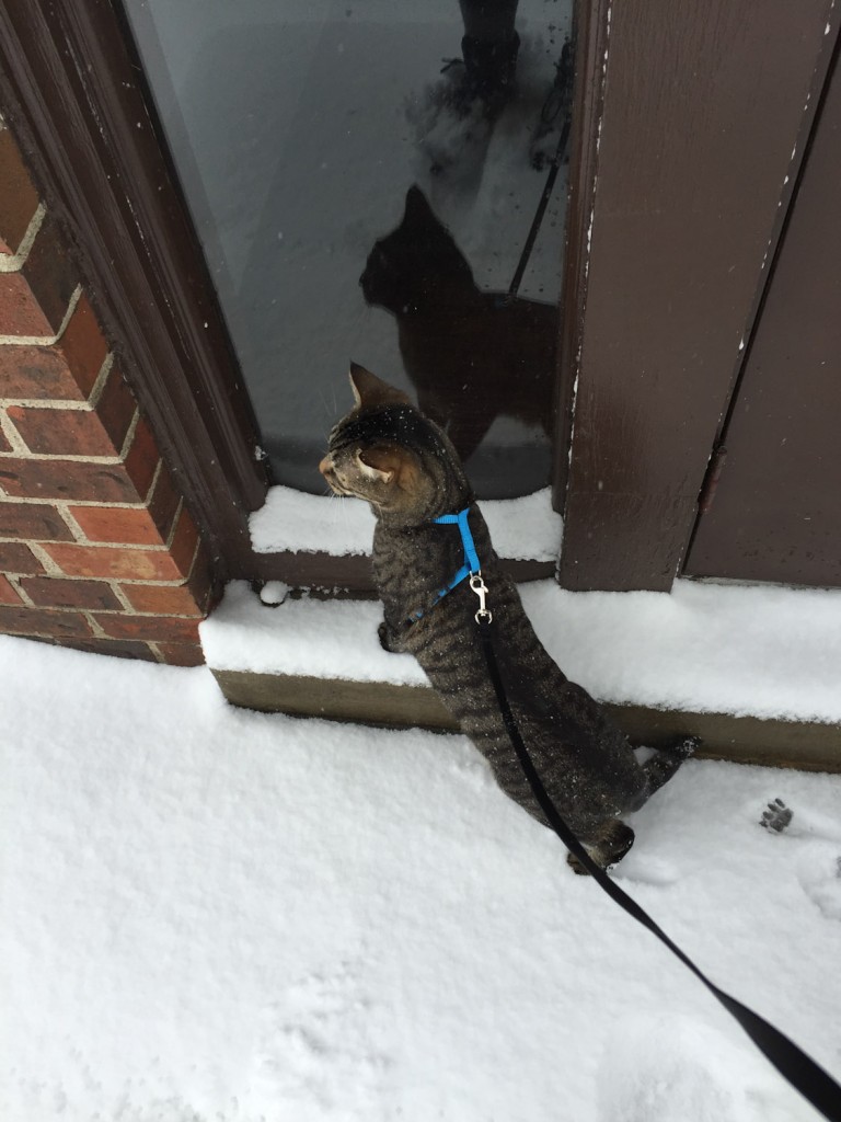 cat in harness in snow