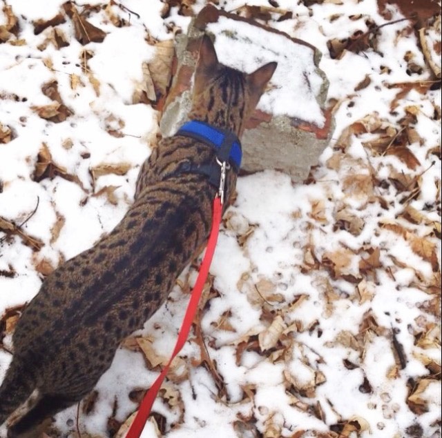 kitten hiking in snowy area