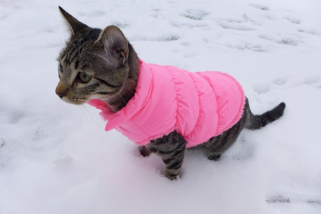 cat wearing winter coat