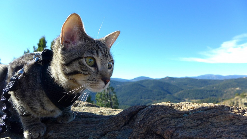 cat overlooking mountains