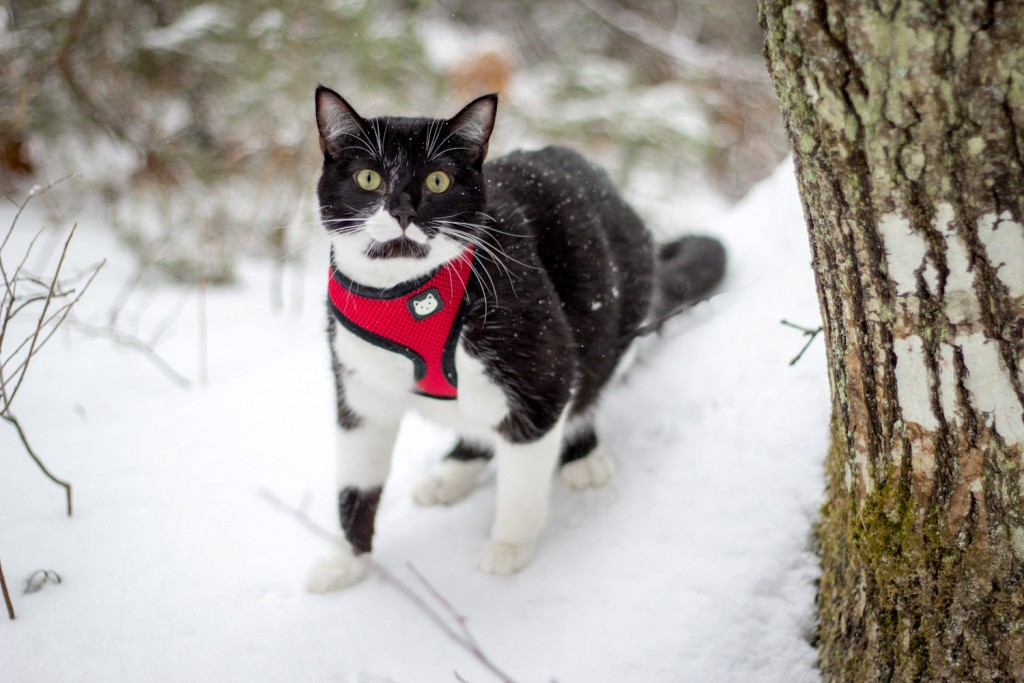 kitty walking in snow
