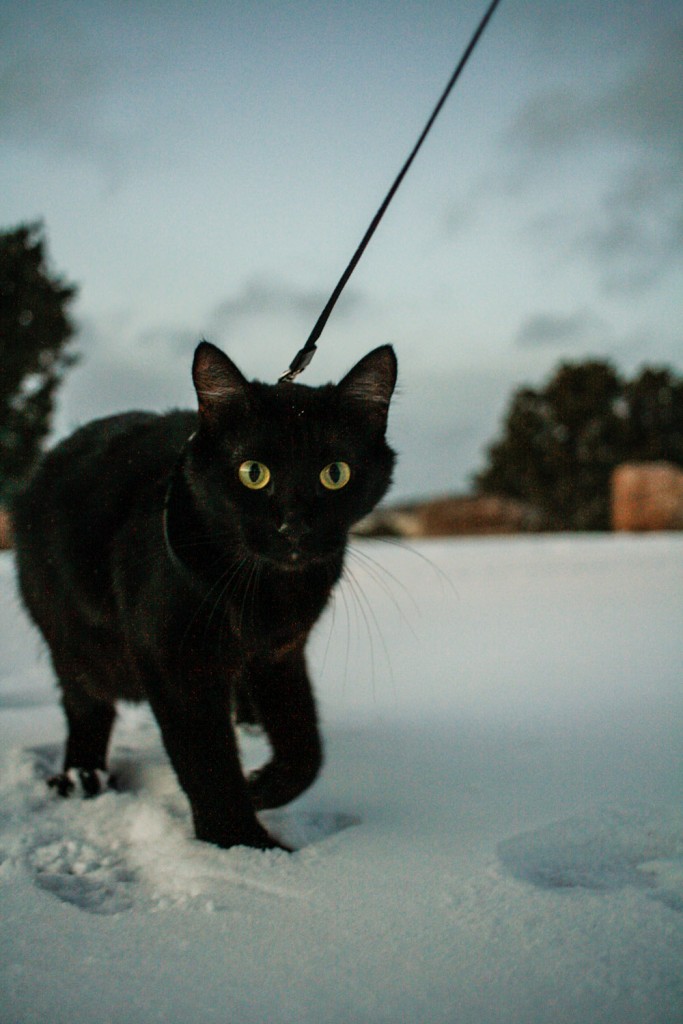 black cat hiking in snow