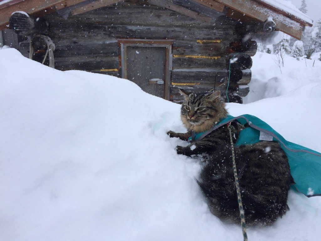 cat in harness sitting outside cabin