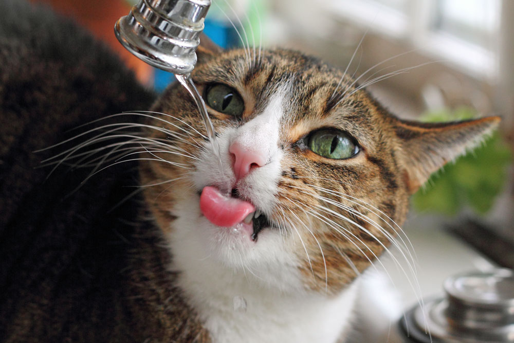 cat drinking from faucet
