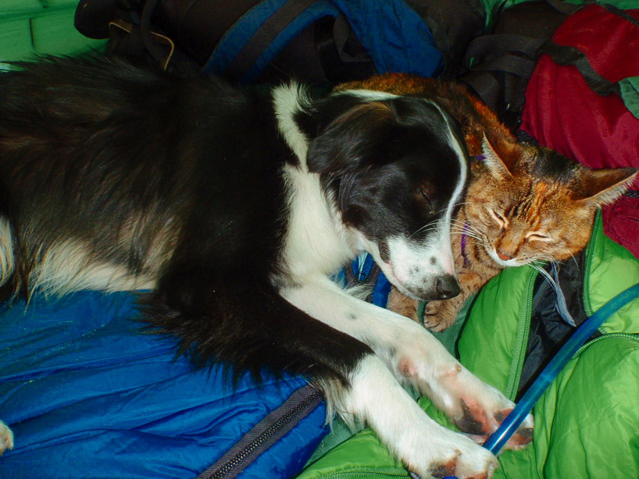 Cat snuggles with dog for nap