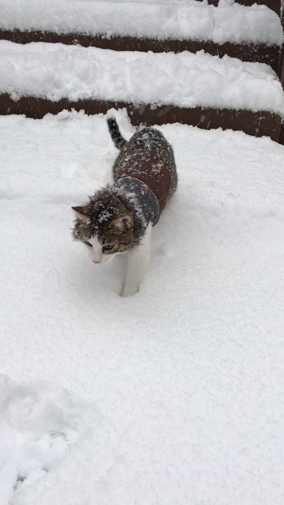 Mowgli the cat in snow