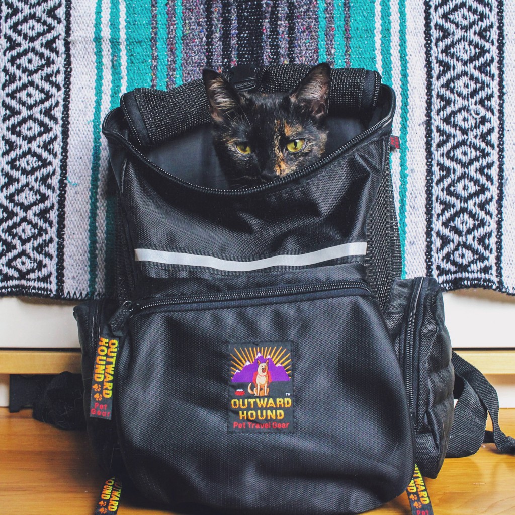 tortie cat in backpack
