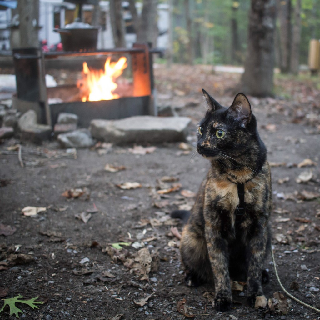 cat by campfire