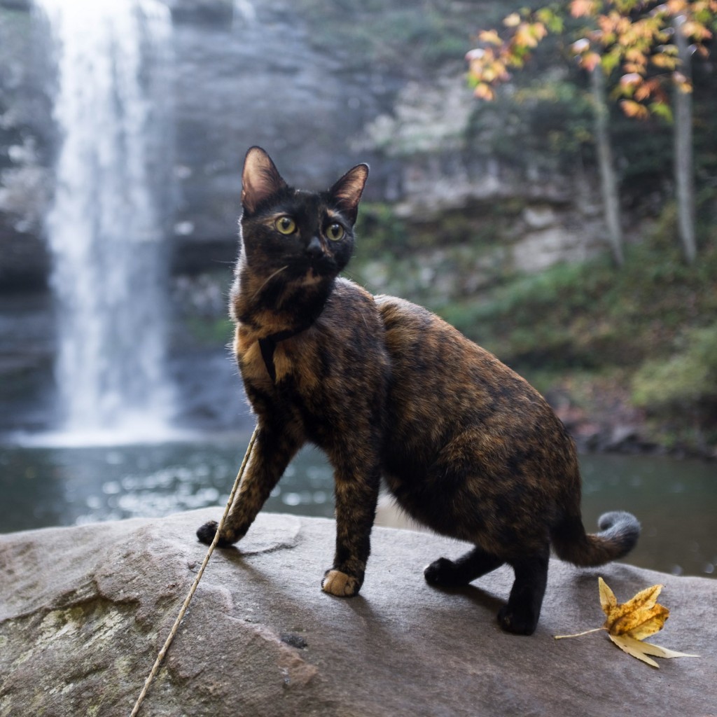 cat with waterfall