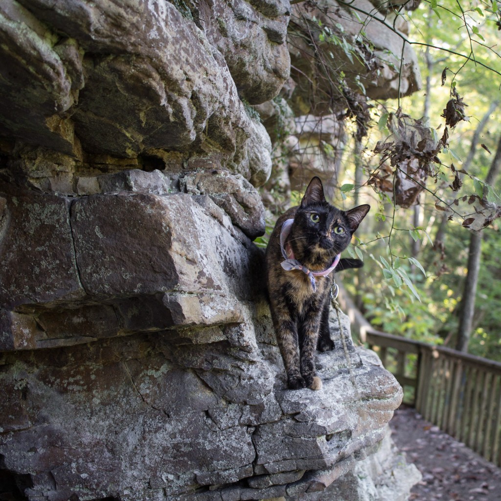 cat wearing bandana on hike