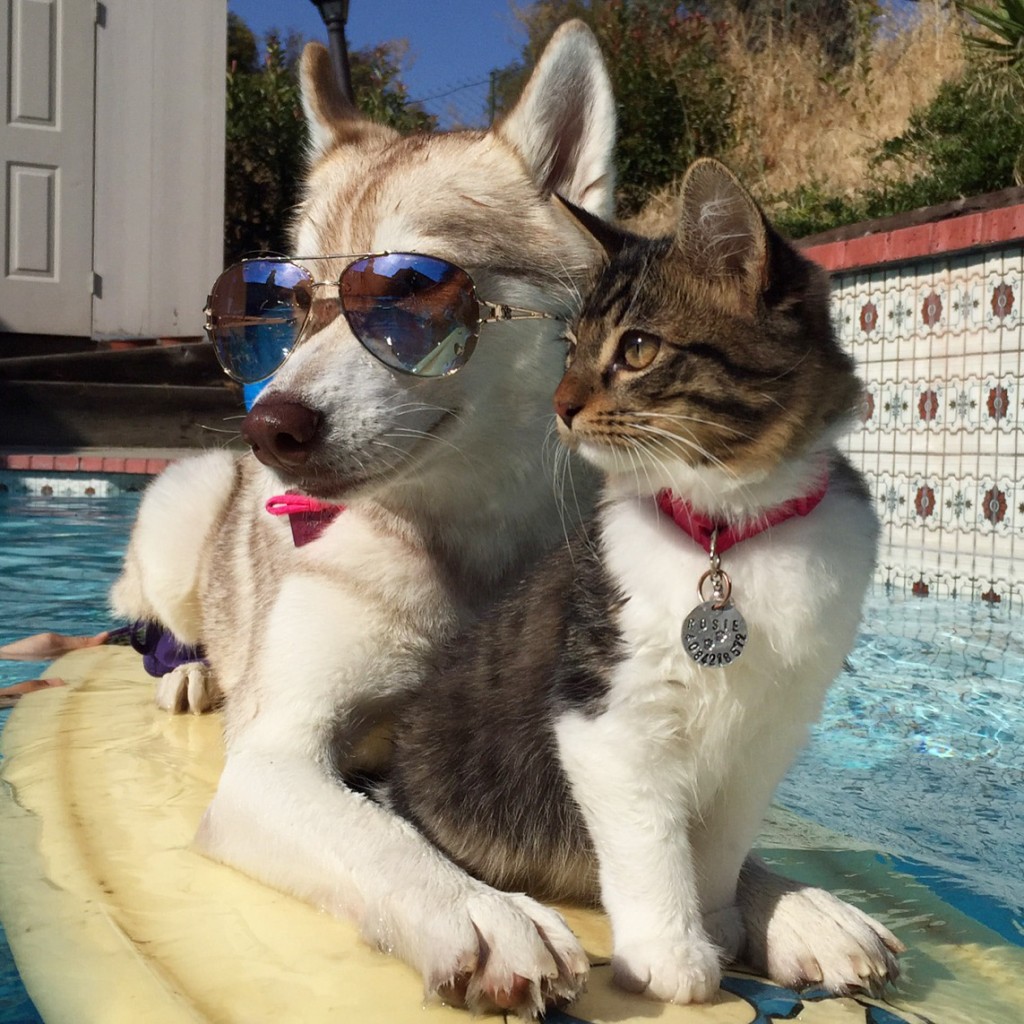 cat and dog in pool