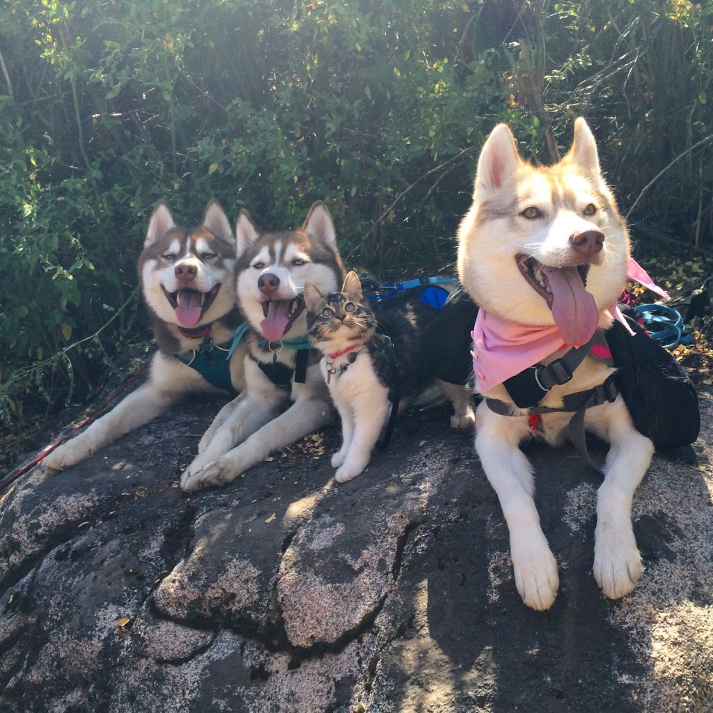 Rosie the cat with husky pack
