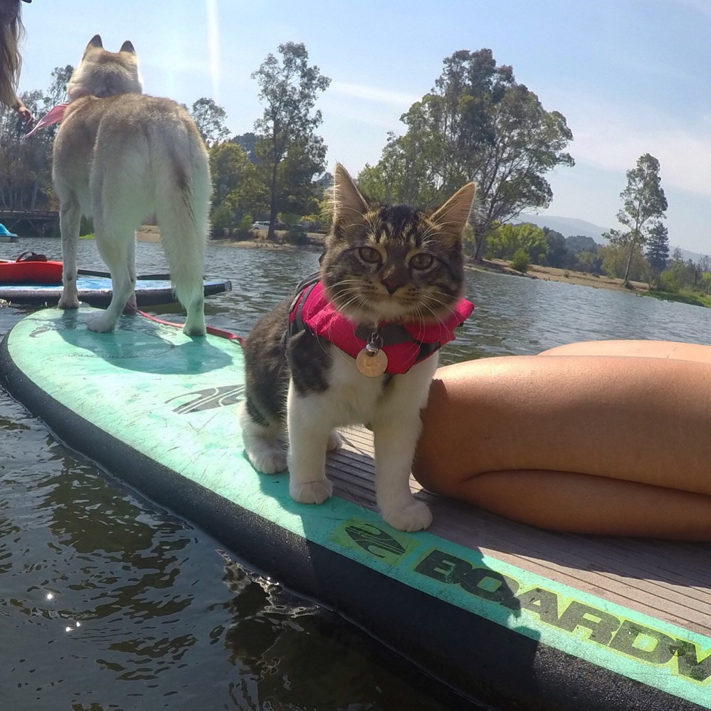 cat and dog on paddle board