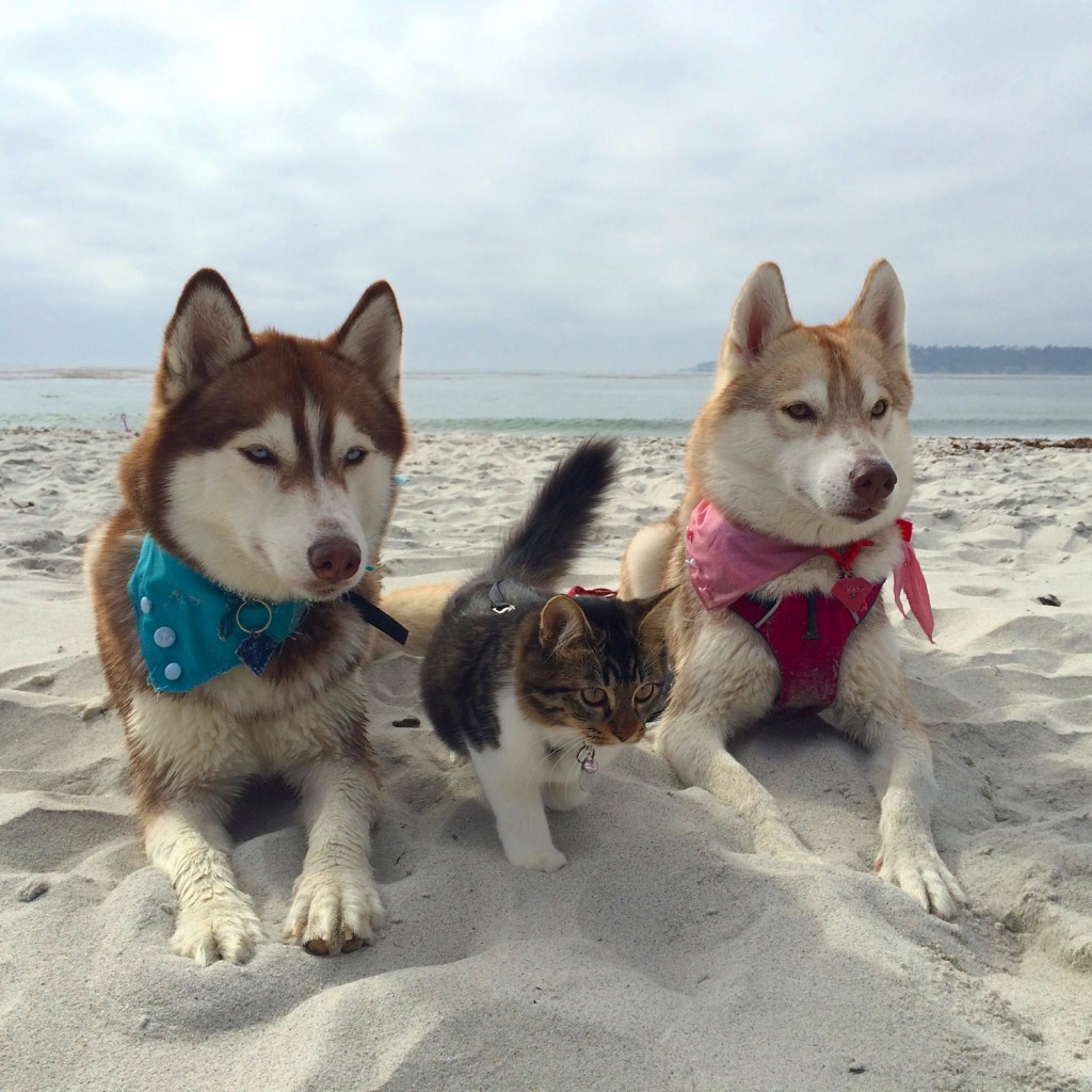 cat and huskies at the beach