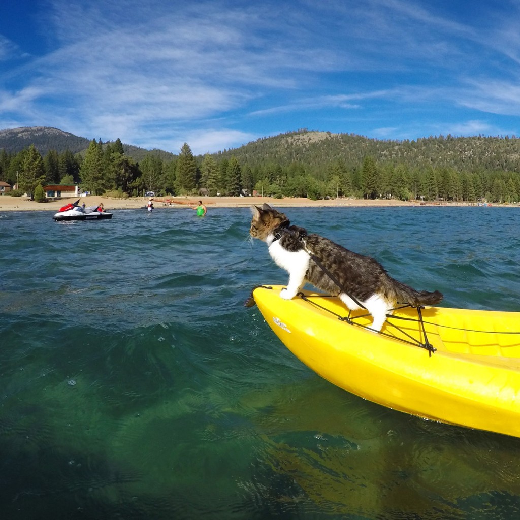 cat riding in kayak