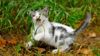 Kitten eats grass in yard