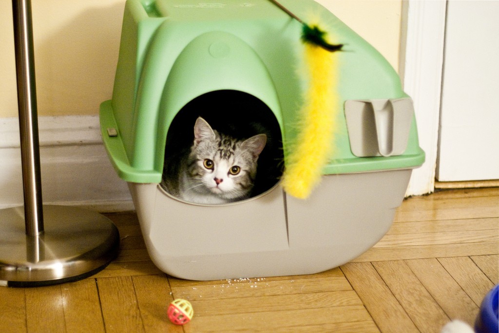 cat inside litter box