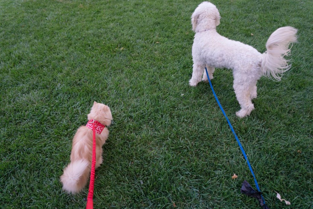 cat and dog hiking together