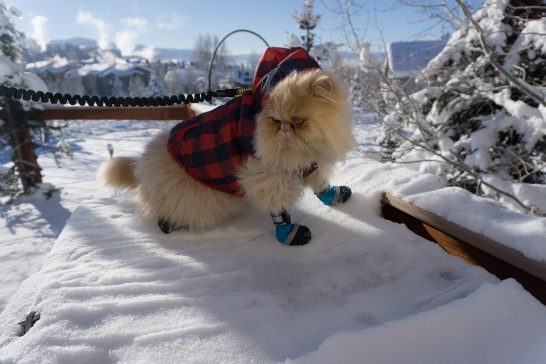 cat wearing snow booties