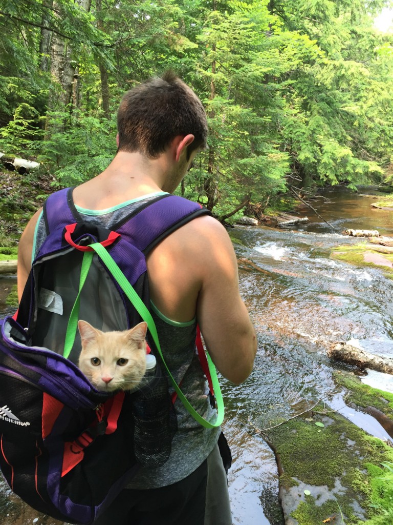 cat riding in hiker's pack