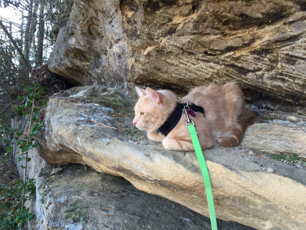 cat on leash in mountains