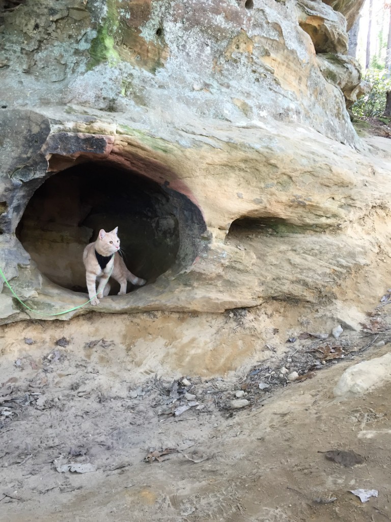 cat exploring cave
