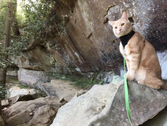 Mango the adventure cat