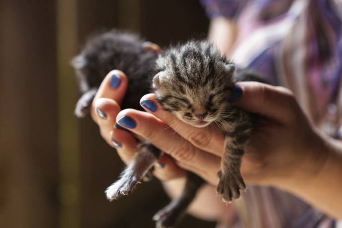 woman holding newborn kittens