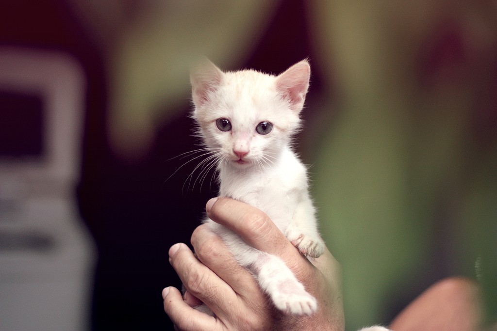 hands holding white kitten
