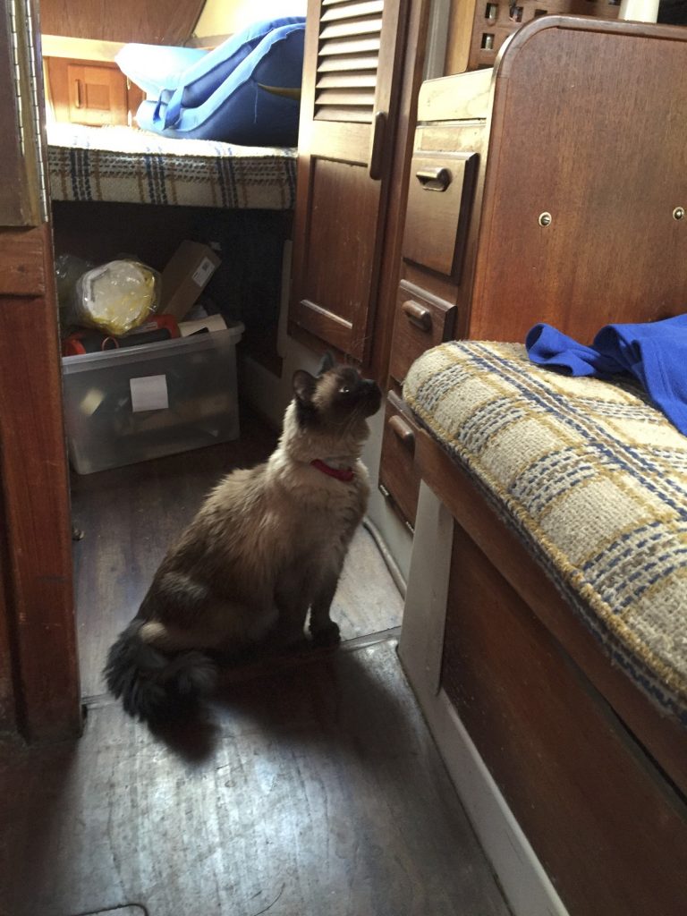 Cat explores boat cabin