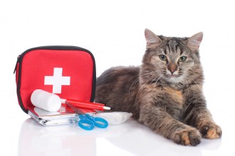 cat first-aid kit