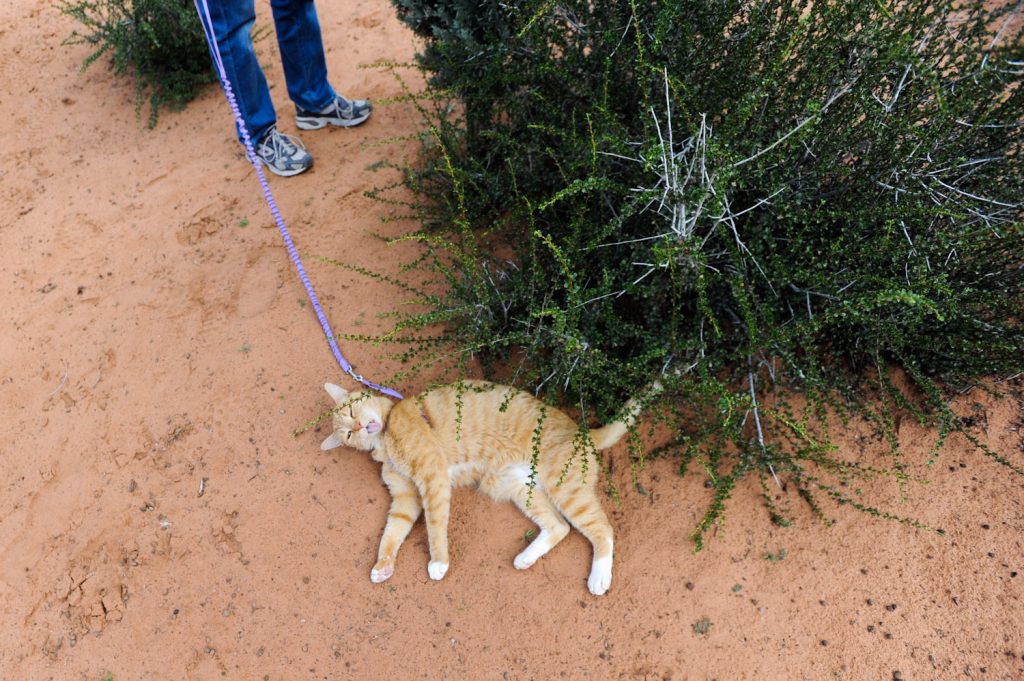 cat on leash lying in dirt