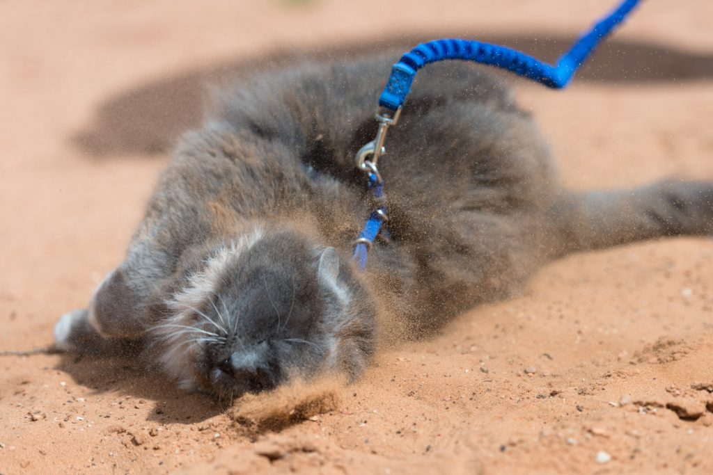 cat on leash rolling in dirt