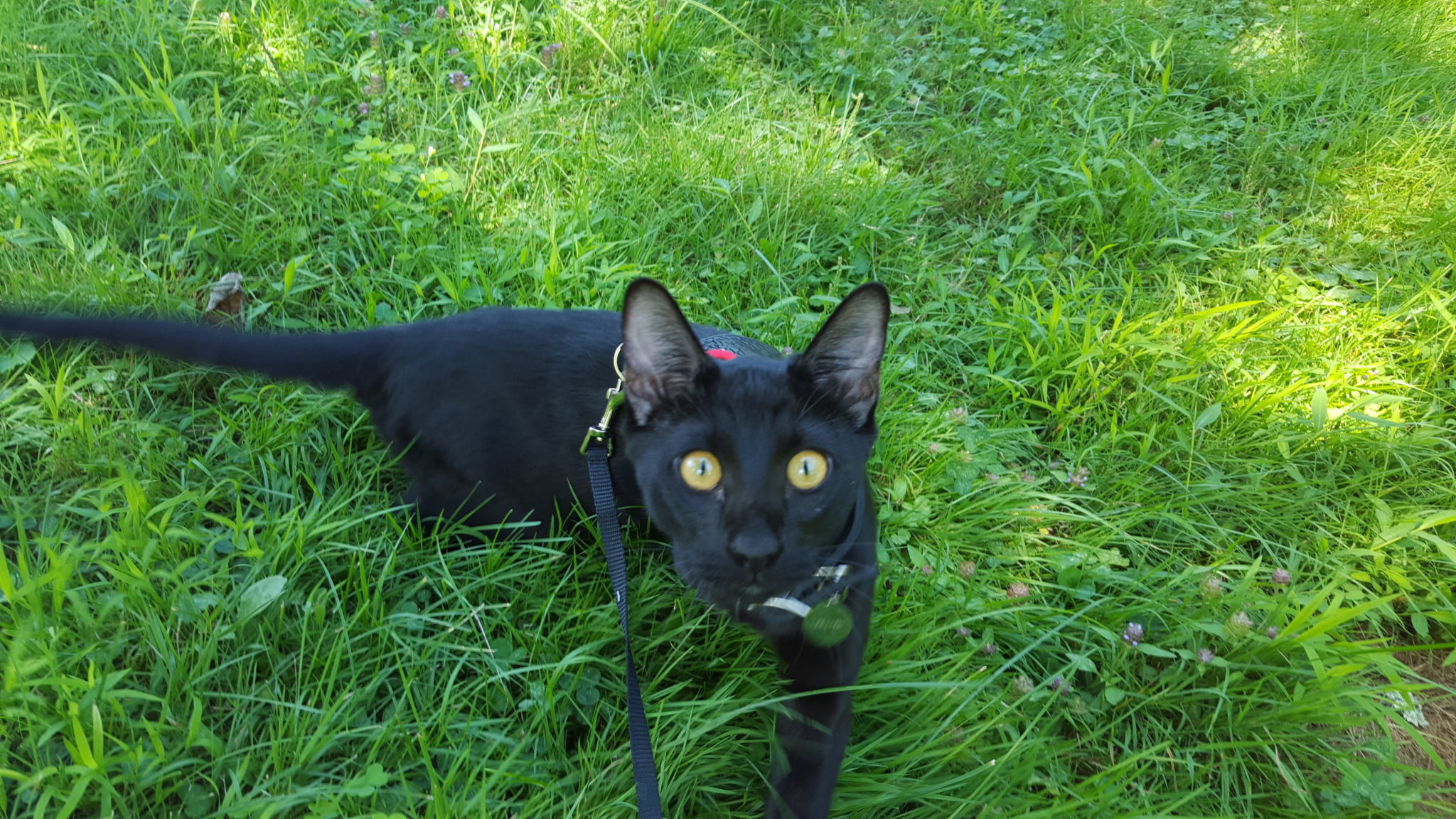 Sirius Black's green eyes pop with the grassy backdrop