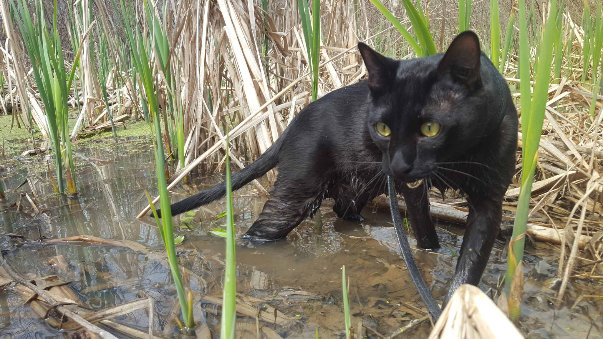 Sirius Black adventure cat walks through water