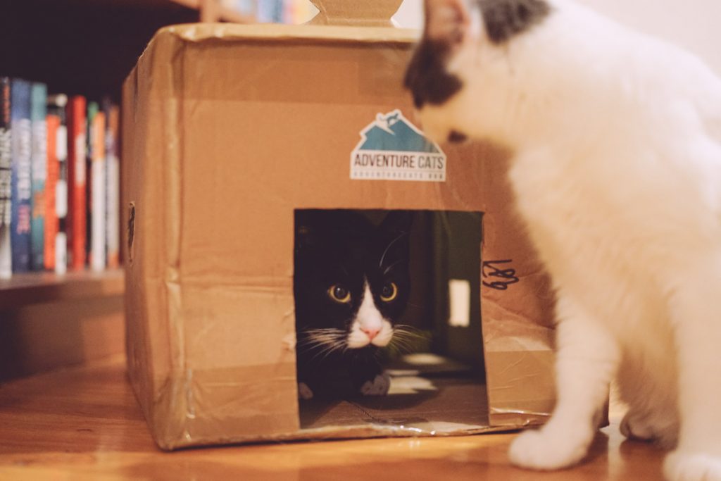cats playing in box