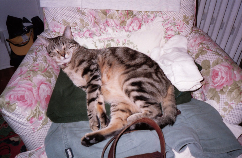 Toff the cat napping in chair