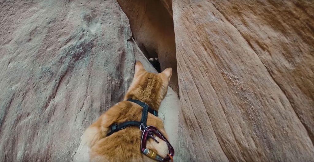 canyon-kitty-adventure-04