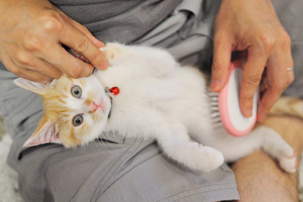 using brush to check cat for ticks and fleas