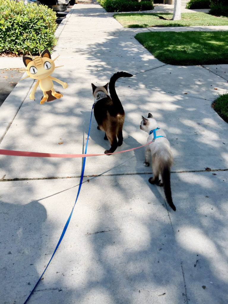 leashed cats hunting Pokemon