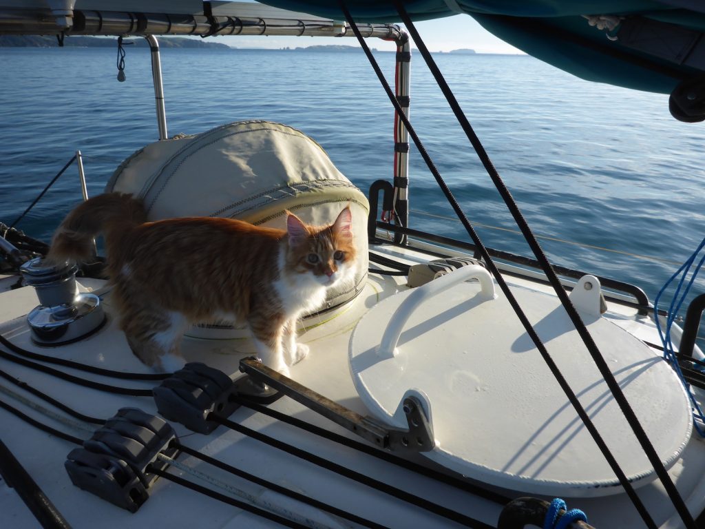 Skatty Boat Cat Above Decks
