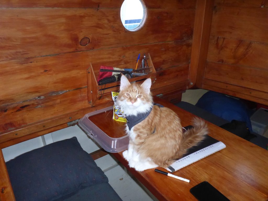 Skatty Boat Cat Below Deck