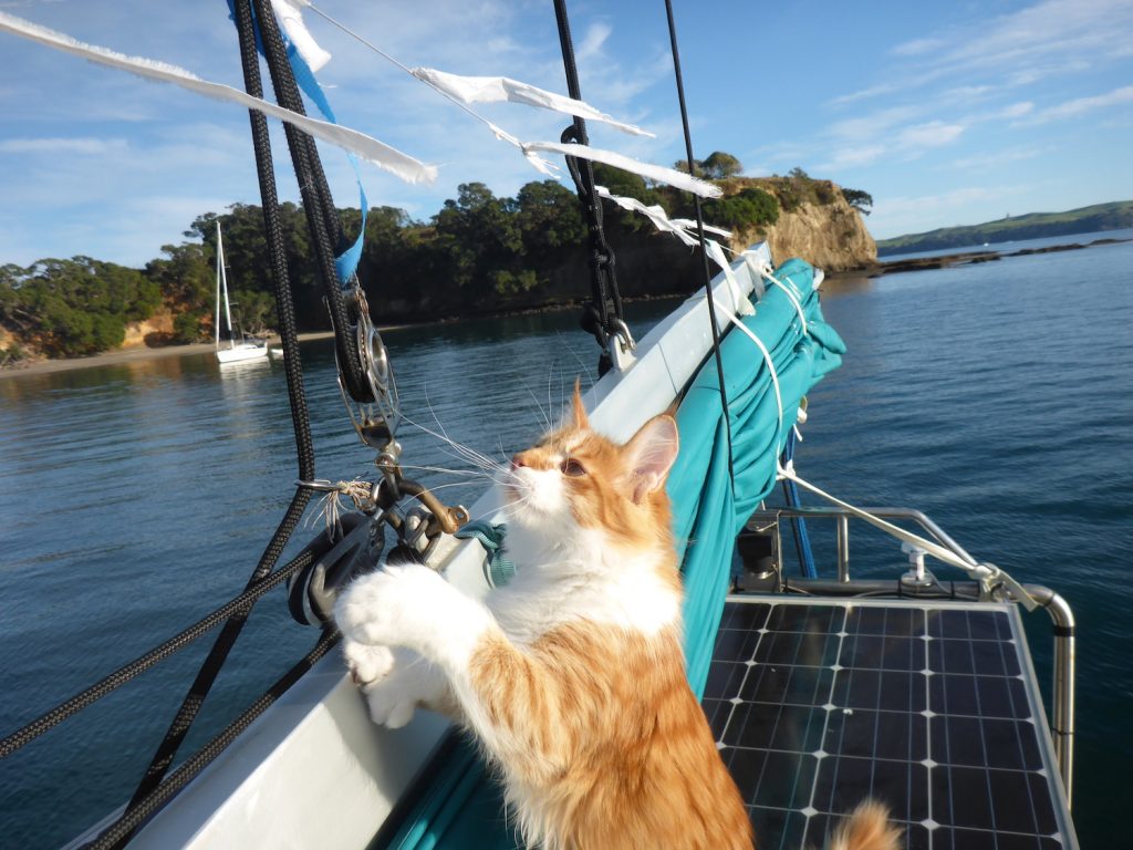 Skatty Boat Cat inspects boom