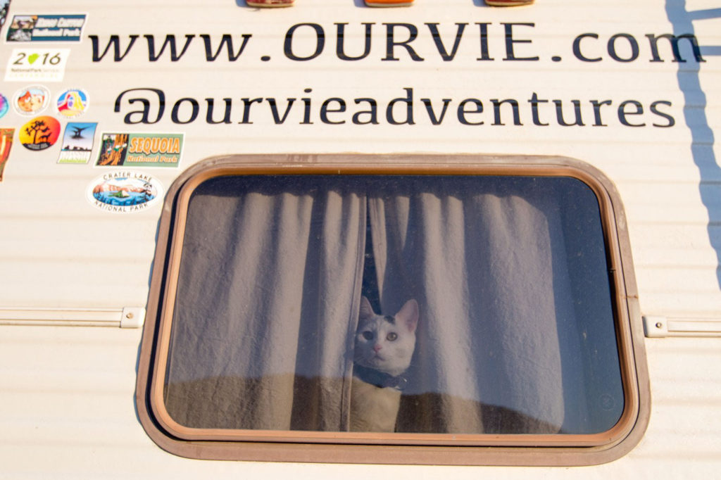 Vladimir kitten in motorhome