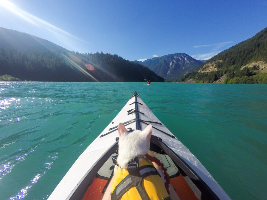 kayaking with cat