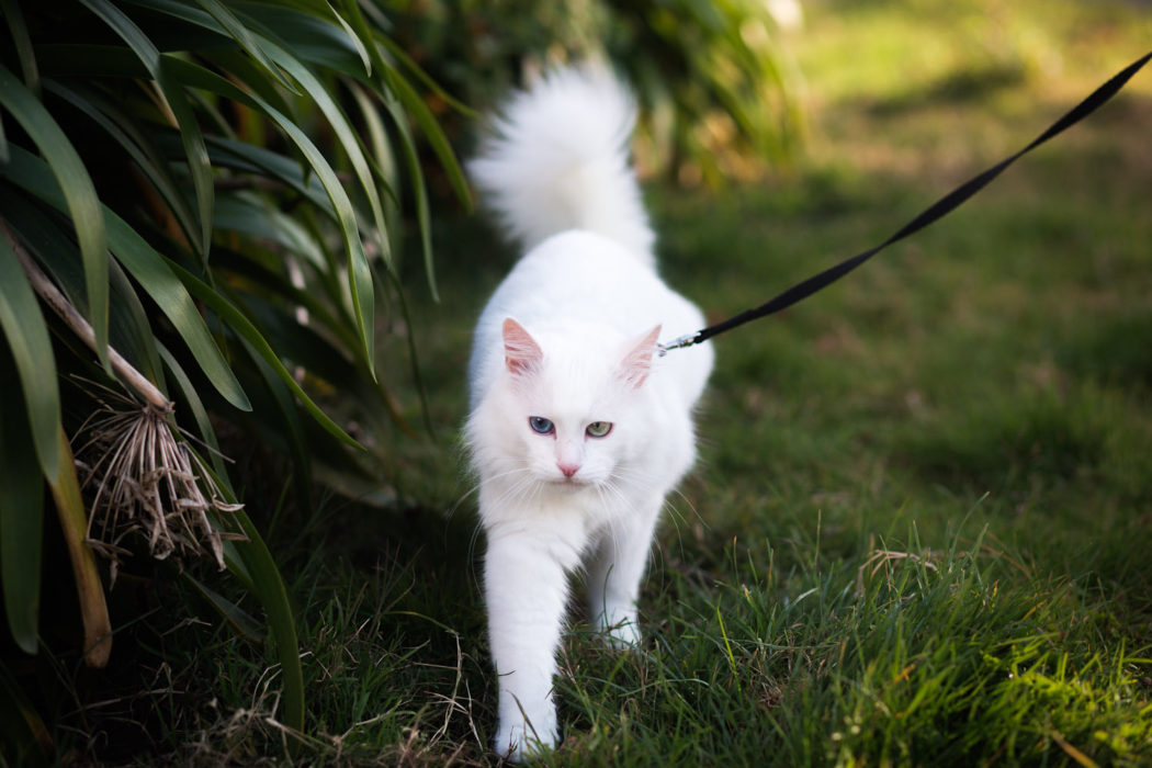 white angora cat on leash