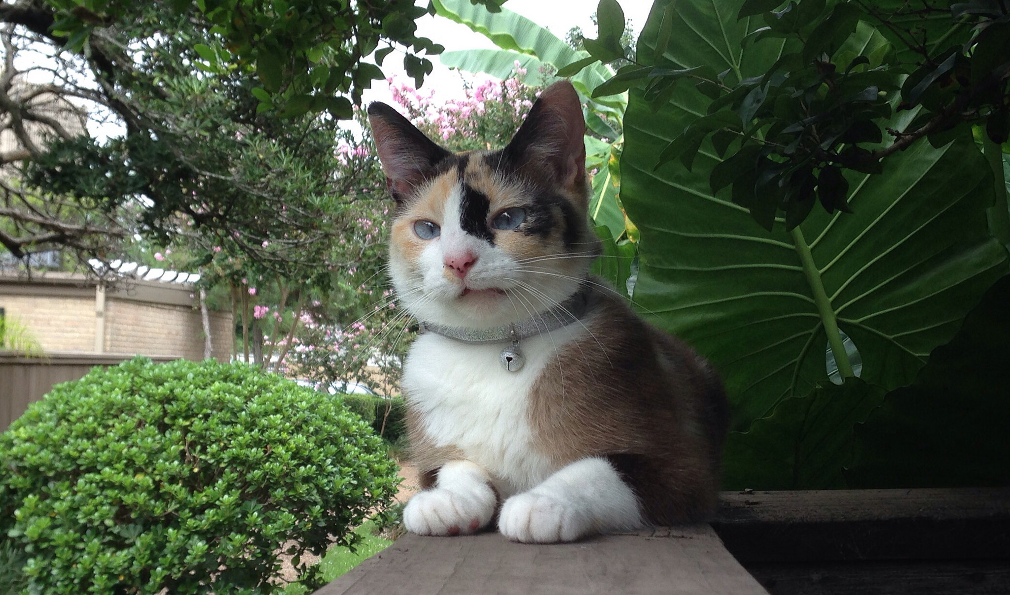outdoor cat with bell on collar