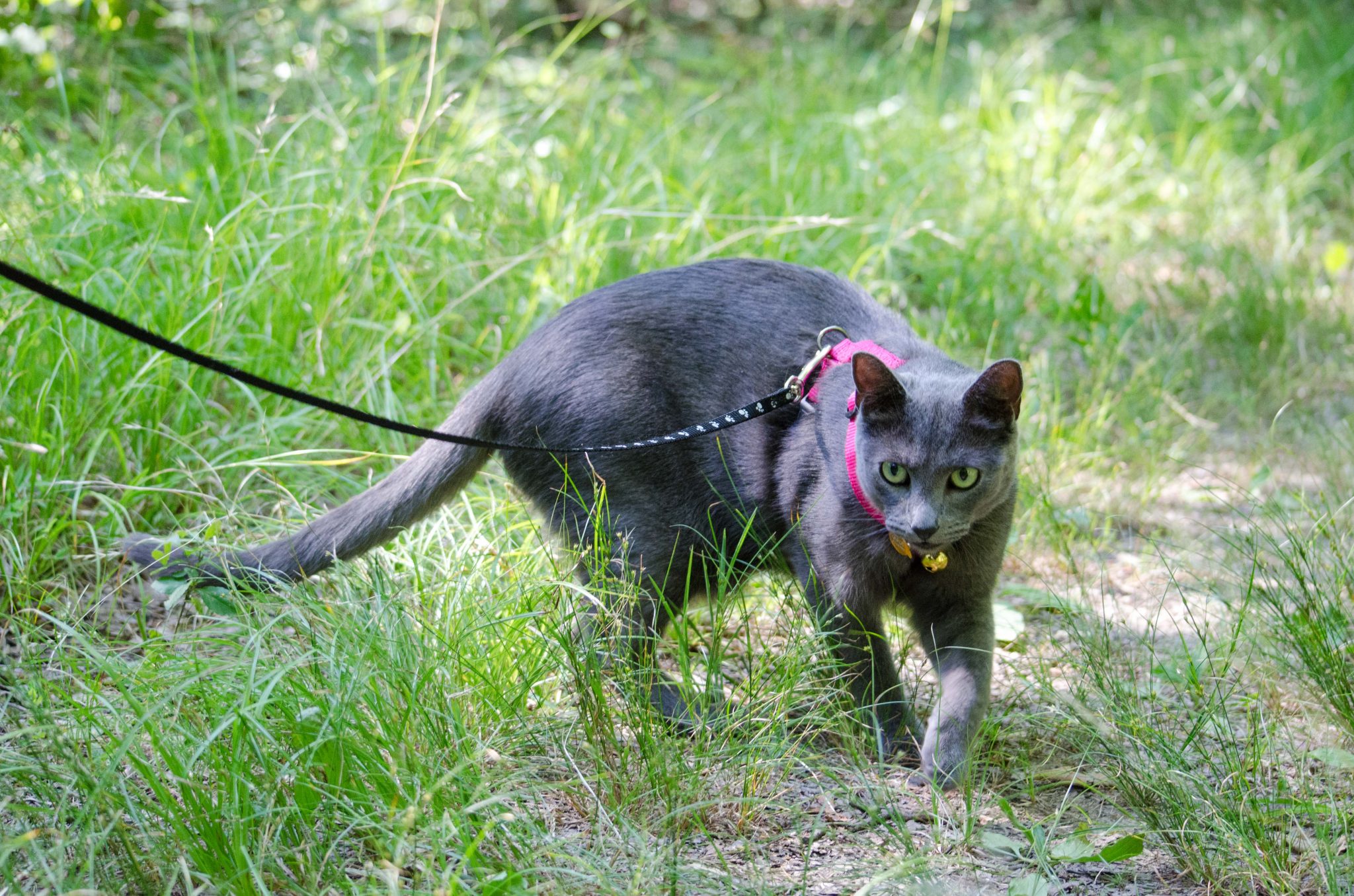 Shade the cat on a leash